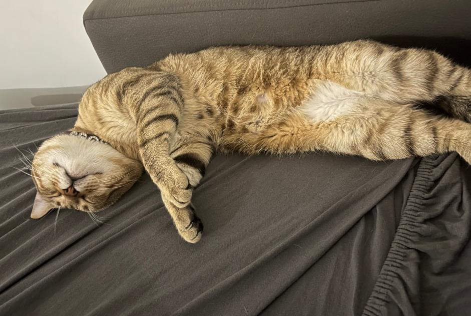 Vermisstmeldung Katze  Männliche , 1 jahre Gagny Frankreich