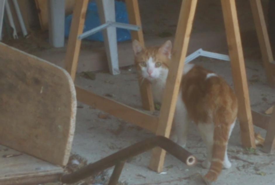 Vermisstmeldung Katze  Männliche , 2 jahre Préfontaines Frankreich