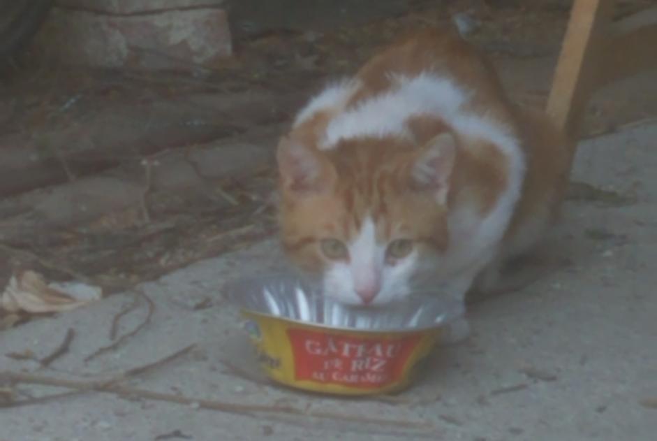 Vermisstmeldung Katze  Männliche , 2 jahre Préfontaines Frankreich