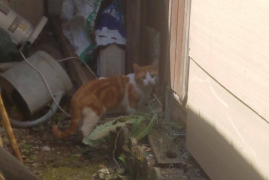 Vermisstmeldung Katze  Männliche , 2 jahre Préfontaines Frankreich