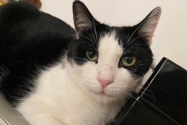 Vermisstmeldung Katze Männliche , 5 jahre Massy Frankreich