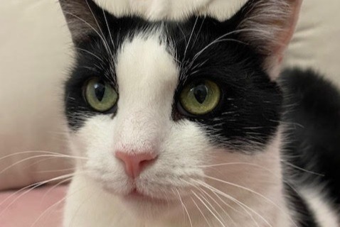 Vermisstmeldung Katze Männliche , 5 jahre Massy Frankreich