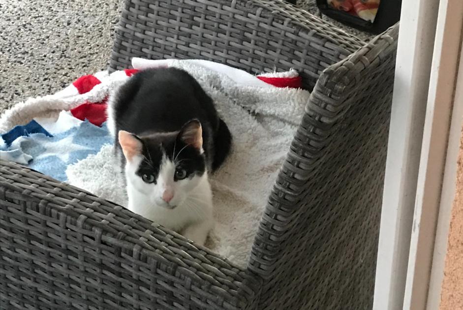 Fundmeldung Katze Männliche Beausemblant Frankreich