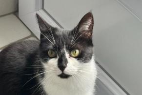 Vermisstmeldung Katze Weiblich , 6 jahre Limoges Frankreich