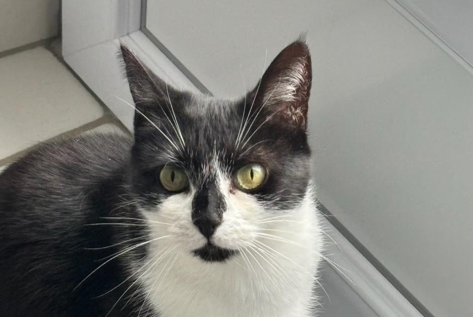 Vermisstmeldung Katze Weiblich , 6 jahre Limoges Frankreich