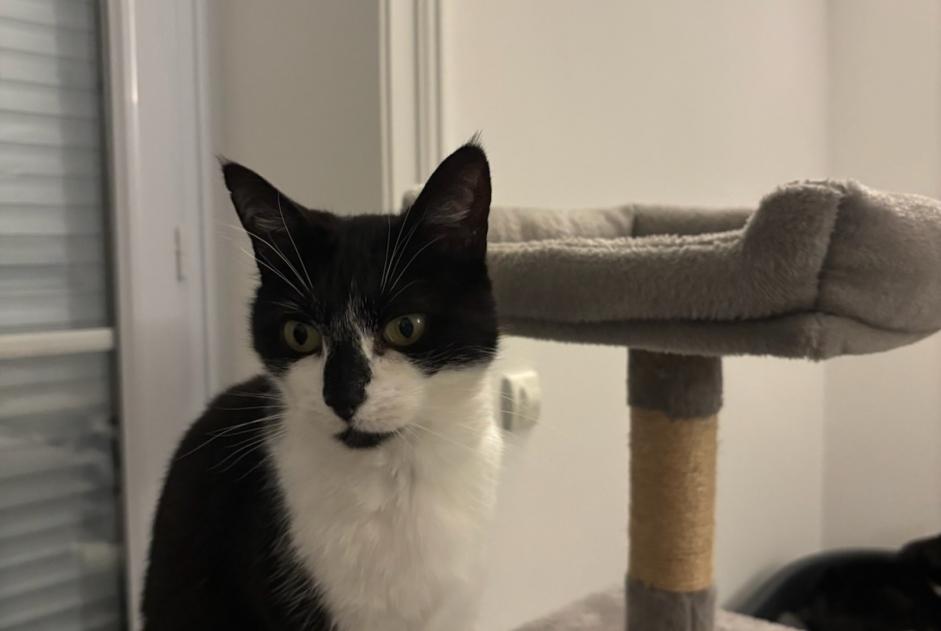 Vermisstmeldung Katze Weiblich , 6 jahre Limoges Frankreich