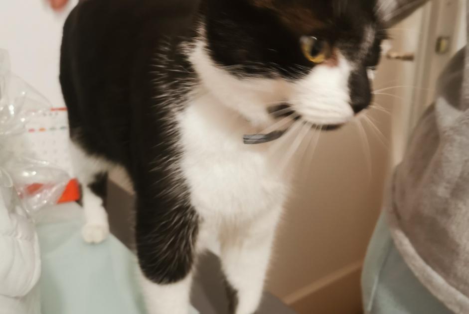 Vermisstmeldung Katze Weiblich , 6 jahre Limoges Frankreich