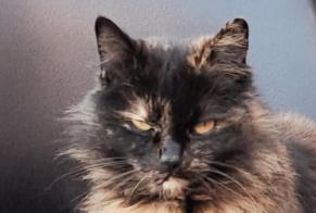 Vermisstmeldung Katze Weiblich , 8 jahre Annezin Frankreich