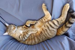 Vermisstmeldung Katze rassenmischung  Männliche , 2 jahre Saint-Méloir-des-Ondes Frankreich