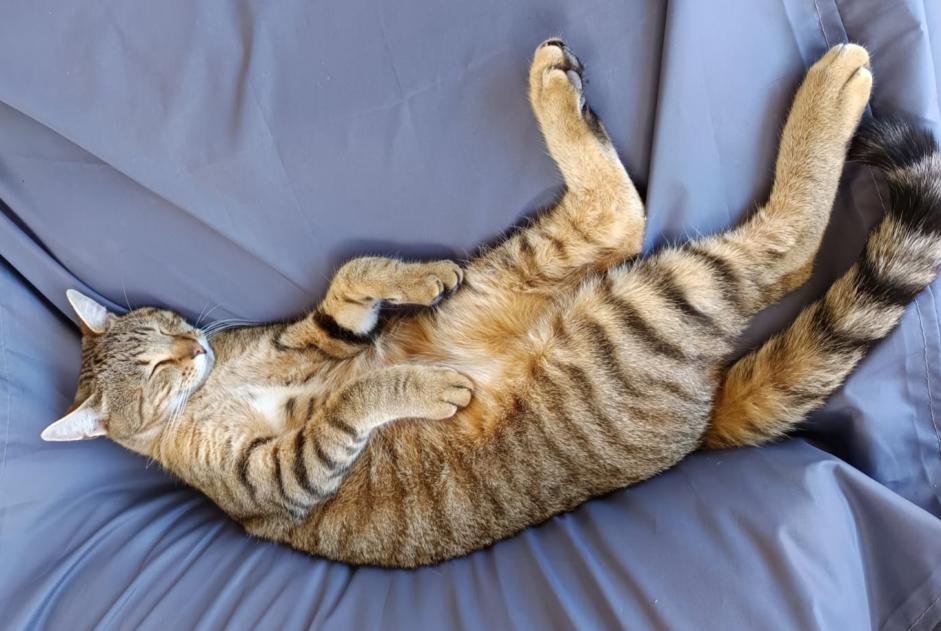 Vermisstmeldung Katze rassenmischung  Männliche , 2 jahre Saint-Méloir-des-Ondes Frankreich