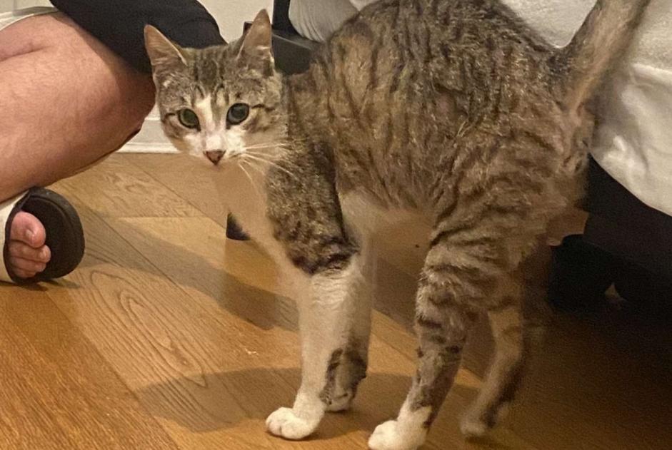 Vermisstmeldung Katze  Männliche , 1 jahre Bruges Frankreich