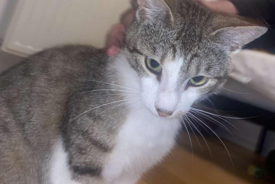 Vermisstmeldung Katze  Männliche , 1 jahre Bruges Frankreich