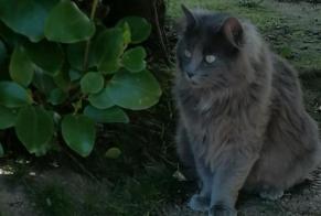 Vermisstmeldung Katze rassenmischung  Weiblich , 1 jahre Brest Frankreich