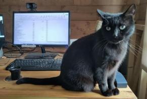 Vermisstmeldung Katze Männliche , 6 jahre Sonnaz Frankreich