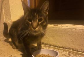 Fundmeldung Katze Männliche Saint-Florent-sur-Cher Frankreich