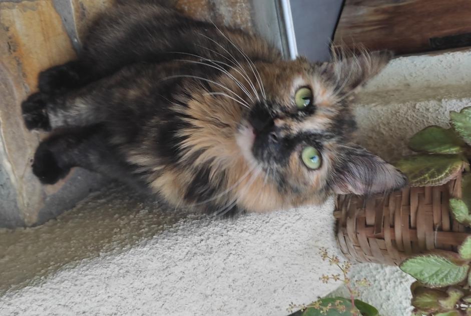Vermisstmeldung Katze Weiblich , 1 jahre Montreuil Frankreich