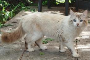 Fundmeldung Katze rassenmischung  Männliche , 2 Jahre Meung-sur-Loire Frankreich