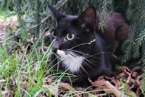 Fundmeldung Katze Männliche Tarbes Frankreich