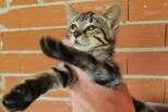 Fundmeldung Katze Unbekannt Saint-Nauphary Frankreich
