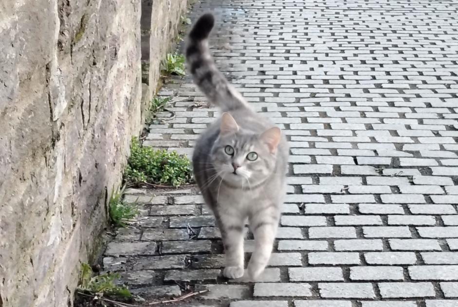 Vermisstmeldung Katze  Weiblich , 5 jahre Rennes Frankreich