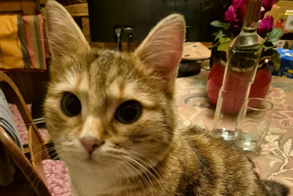 Vermisstmeldung Katze  Weiblich , 3 jahre Drancy Frankreich