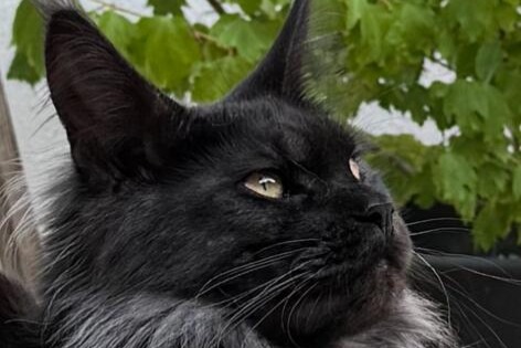 Vermisstmeldung Katze  Weiblich , 2 jahre Gensac-la-Pallue Frankreich