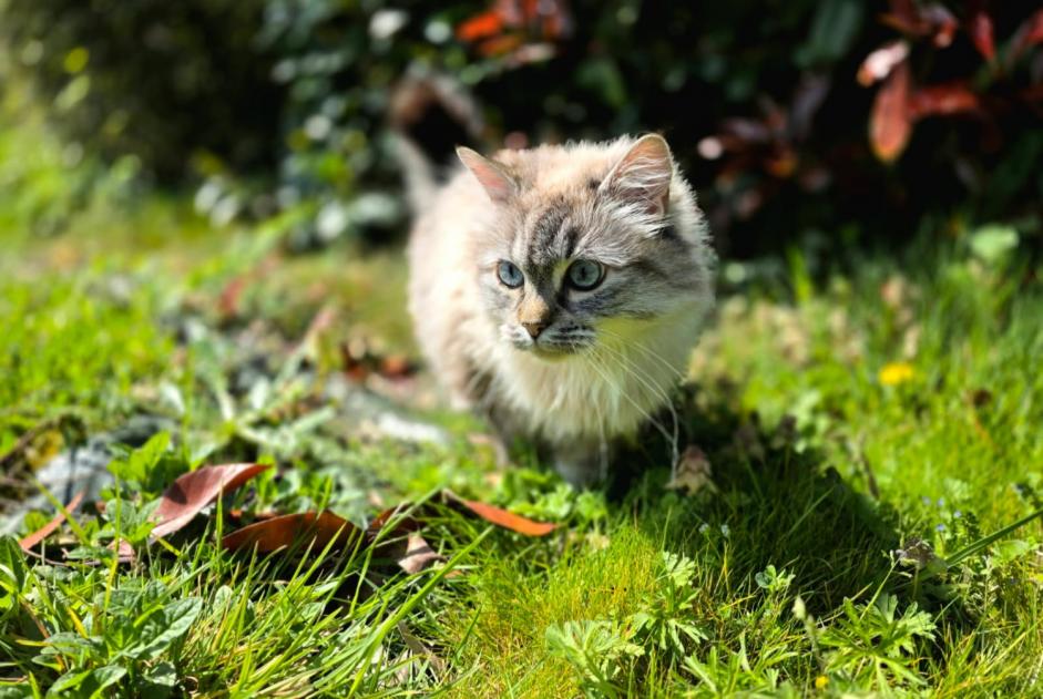 Vermisstmeldung Katze rassenmischung  Weiblich , 5 jahre La Ferrière Frankreich