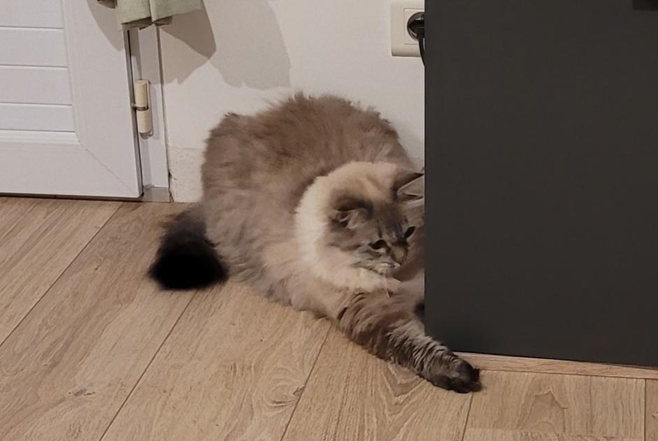 Vermisstmeldung Katze rassenmischung  Weiblich , 5 jahre La Ferrière Frankreich