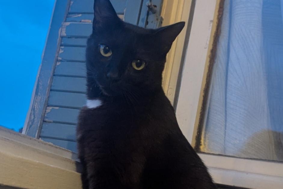 Vermisstmeldung Katze Männliche , 3 jahre Chaumont Frankreich