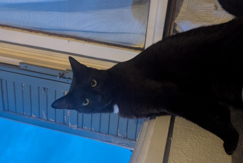 Vermisstmeldung Katze Männliche , 3 jahre Chaumont Frankreich