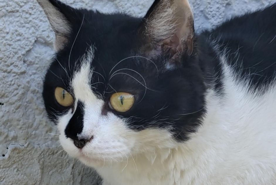 Vermisstmeldung Katze rassenmischung  Männliche , 1 jahre La Motte-Servolex Frankreich