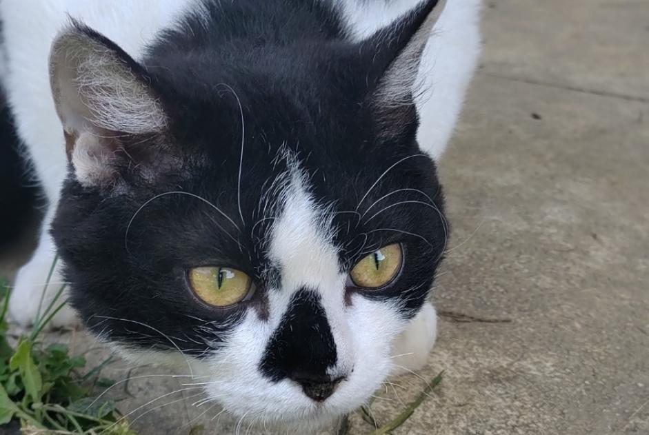 Vermisstmeldung Katze rassenmischung  Männliche , 1 jahre La Motte-Servolex Frankreich