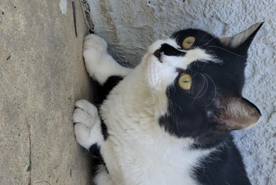Vermisstmeldung Katze rassenmischung  Männliche , 1 jahre La Motte-Servolex Frankreich