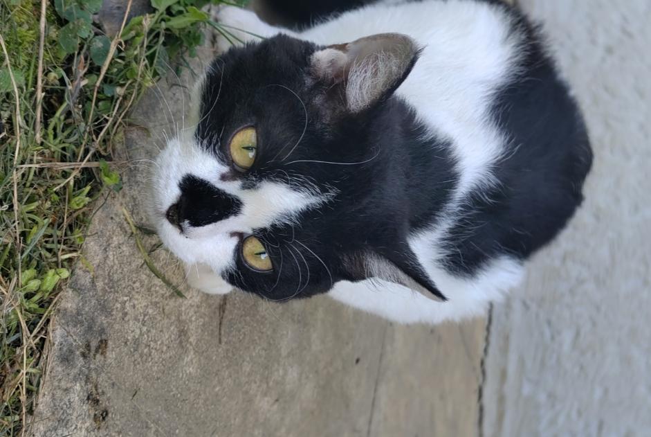 Vermisstmeldung Katze rassenmischung  Männliche , 1 jahre La Motte-Servolex Frankreich