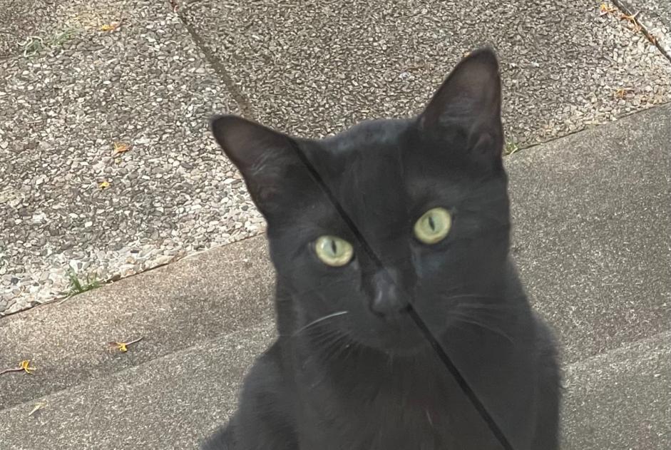 Fundmeldung Katze rassenmischung  Männliche Poitiers Frankreich