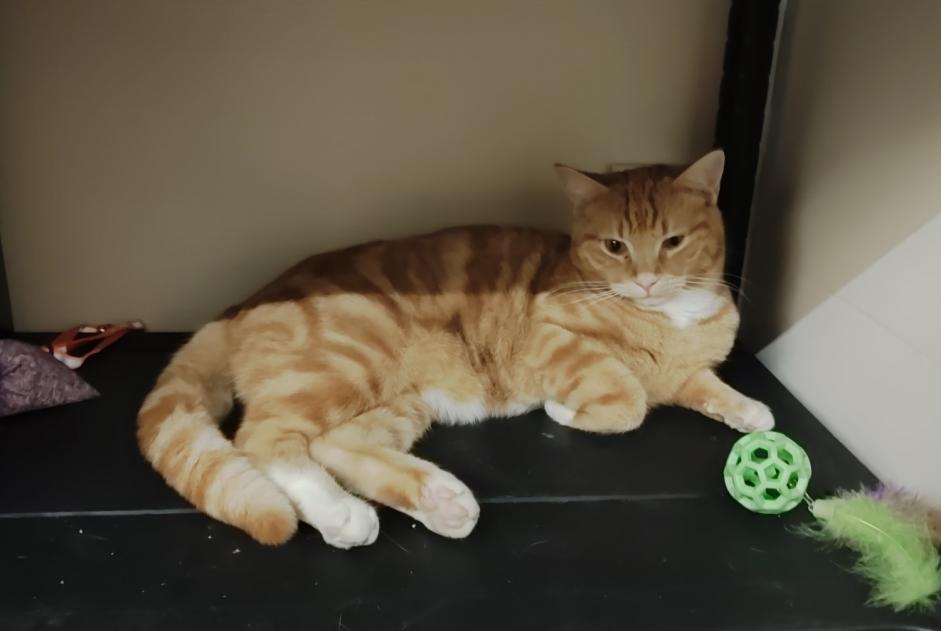 Vermisstmeldung Katze Männliche , 1 jahre Avignon Frankreich