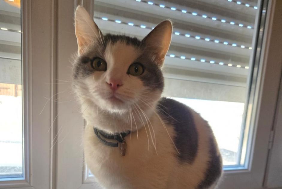Vermisstmeldung Katze  Männliche , 2 jahre Maizières-lès-Metz Frankreich