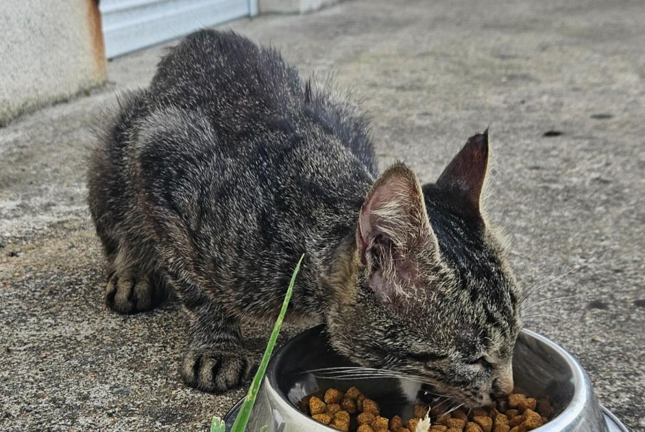 Fundmeldung Katze Männliche Saint-Jean-de-la-Ruelle Frankreich