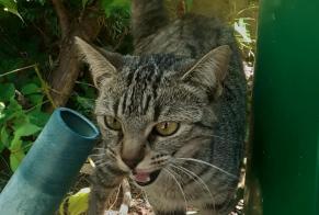 Fundmeldung Katze  Weiblich Fleury-les-Aubrais Frankreich