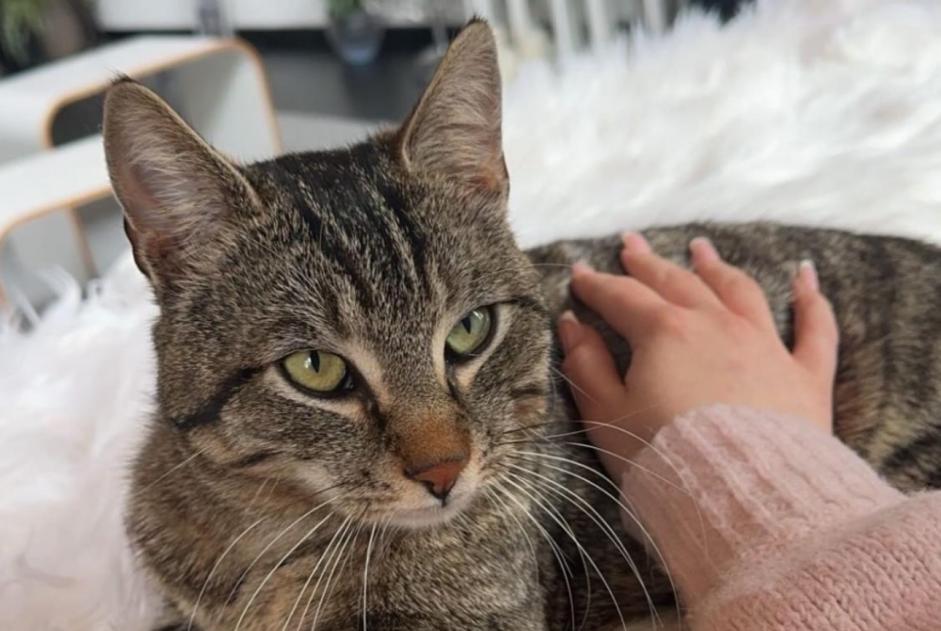 Vermisstmeldung Katze  Männliche , 3 jahre Authume Frankreich