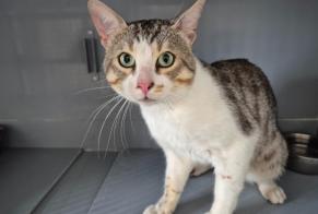 Fundmeldung Katze  Männliche , 1 Jahr Poissy Frankreich