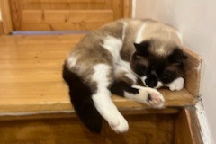 Vermisstmeldung Katze rassenmischung  Männliche , 3 jahre Douai Frankreich