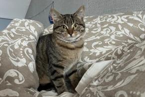 Vermisstmeldung Katze Weiblich , 2 jahre La Chapelle-Saint-Mesmin Frankreich