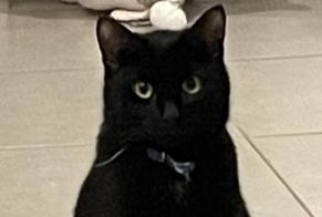 Vermisstmeldung Katze Männliche , 2 jahre Douvres-la-Délivrande Frankreich