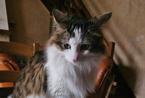 Vermisstmeldung Katze rassenmischung  Männliche , 3 jahre Gaël Frankreich