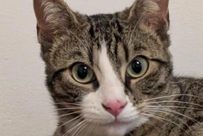 Vermisstmeldung Katze  Weiblich , 1 jahre Les Martres-de-Veyre Frankreich