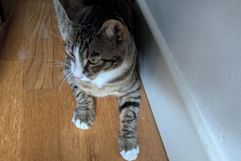 Vermisstmeldung Katze  Weiblich , 1 jahre Les Martres-de-Veyre Frankreich