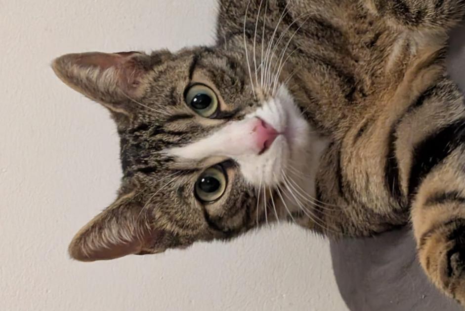 Vermisstmeldung Katze  Weiblich , 1 jahre Les Martres-de-Veyre Frankreich