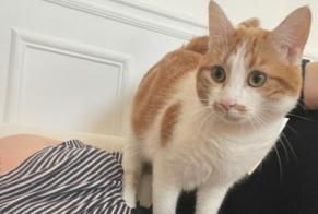 Vermisstmeldung Katze Männliche , 1 jahre Saron-sur-Aube Frankreich