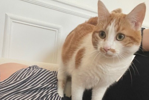 Vermisstmeldung Katze Männliche , 1 jahre Saron-sur-Aube Frankreich
